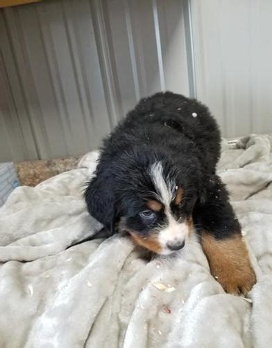 Bernese Mountain Dog Puppy for Sale - Adoption, Rescue for Sale in Clayton, Illinois Classified ...