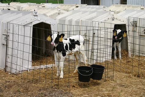 Protect Calf Hutches with the California Cattle Council - California ...