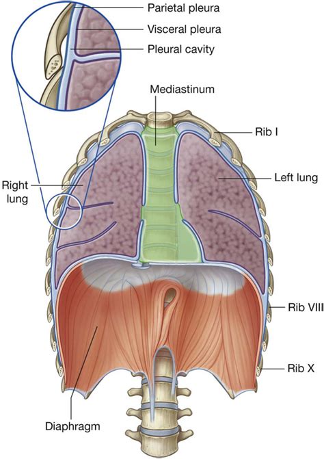 Thorax | Basicmedical Key