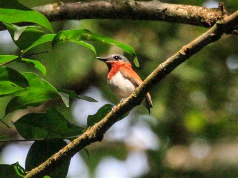 West African Wattle-eye - eBird