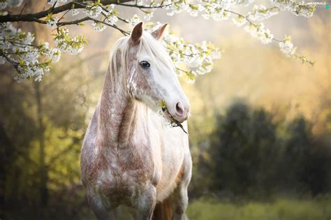 Horse, Flowers, Spring, Fruit Tree - Animals wallpapers: 2048x1363