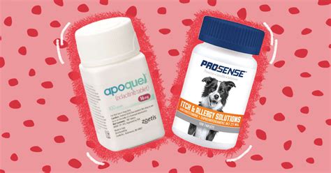 Your Guide To Dog Allergy Treatments And Medications - DodoWell - The Dodo