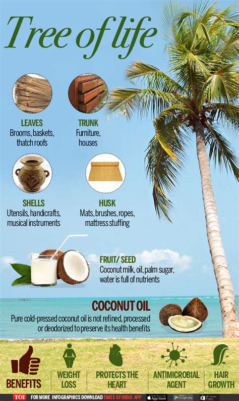 Infographic: What's so special about the humble coconut - Times of India