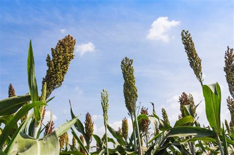 Premium Photo | Sorghum field