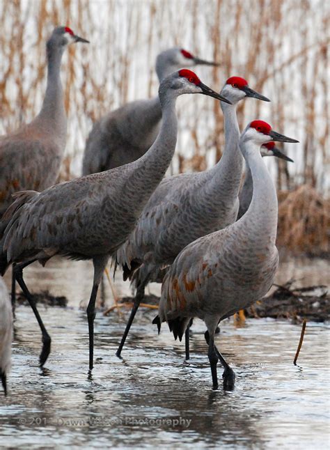 Sandhill_cranes | Sandhill cranes in the Platte River at Row… | Flickr