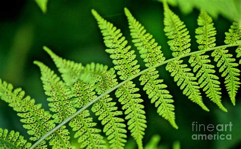 Fern Seed Photograph by Sharon Elliott