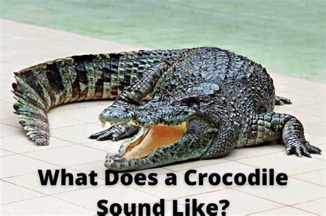 What Does a Crocodile Sound Like? [Secret Sounds Mp3+Video]