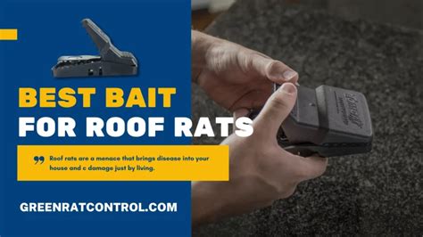 Best 8 Rat Poisons in 2024 that Kills Instantly - GreenRatControl