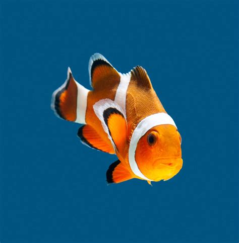 How to Maintain Clown fish in a saltwater aquarium