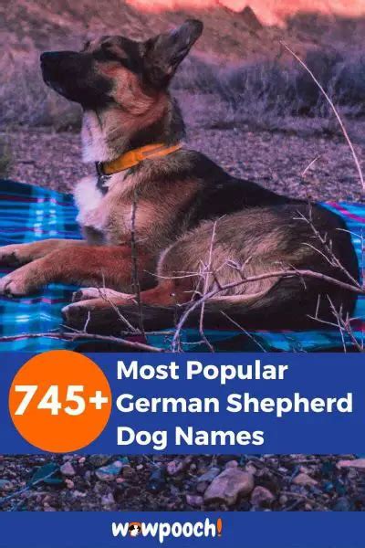 745+ Most Popular German Shepherd Dog Names - WowPooch