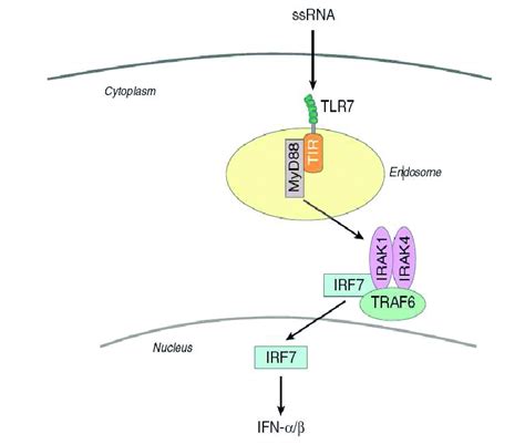 10: Selective TLR7 signaling (111) Natural ligands of TLR7 include ...