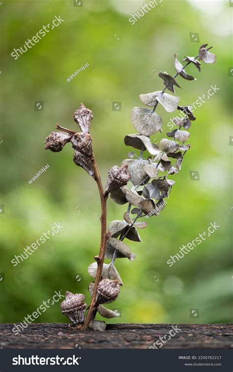 Dried Eucalyptus Gunnii Silver Drop Tree Stock Photo 2200762217 ...