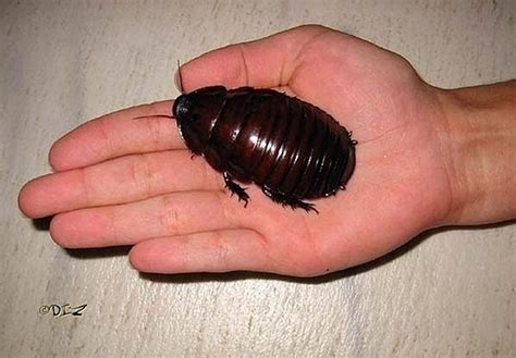 Termite Pest Controls: Biggest Cockroach