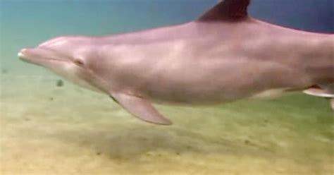 Check out this incredible footage of a dolphin giving birth - CBS News