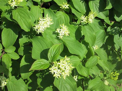 Cornus sanguinea (Bloodtwig Dogwood, Blood-twigged Dogwood, Common ...