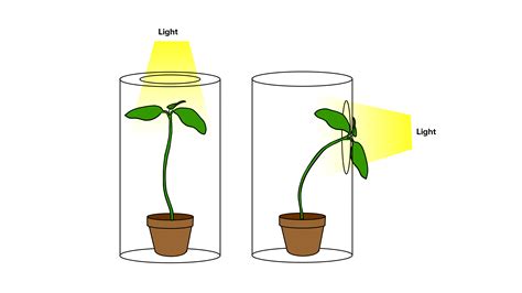 Give two examples to show that living things respond to stimuli. One ...