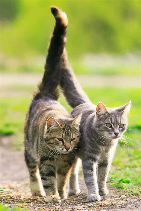 How Cats Show Affection Through Their Tails - Explore Cats