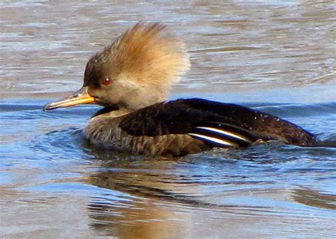 Hooded Merganser--female Photograph - Hooded Merganser--female Fine Art Print