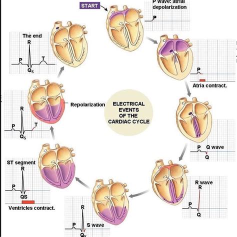 Pin on Medicina