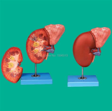 Kidney Adrenal Gland Anatomy