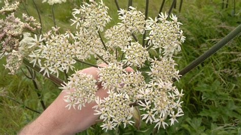 Common Hogweed – Identification, Edibility, Distribution – Galloway ...