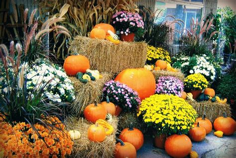 A&M Garden Centre London ON | Outdoor Decor | Fall Plants