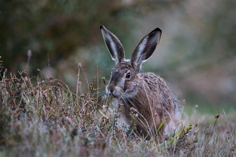 European Hare | Sean Crane Photography