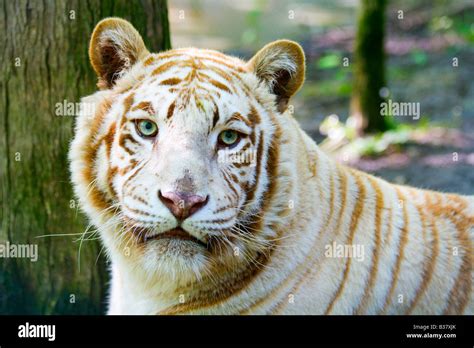 Albino tiger Stock Photo - Alamy