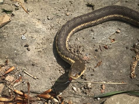 Why garter snakes and other garden snakes are a good sign