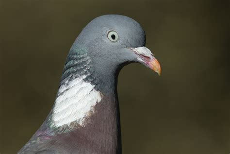 Dove vs pigeon - what’s the difference between these two cooing birds? - Discover Wildlife