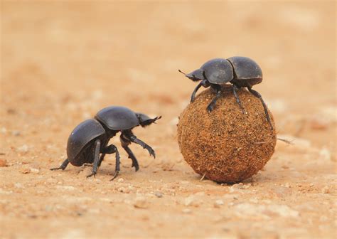 dung beetle - Google Search | Beetle, Insects, Animals