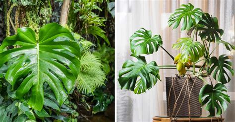 Monstera Borsigiana Vs Deliciosa (What's The Difference)