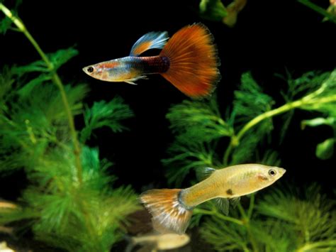 Guppy Diseases: 16 Life-Threatening Illnesses & Their Cures - JapaneseFightingFish.org