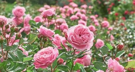 Rose: Discover the Beauty and Diversity of Roses for Your Garden