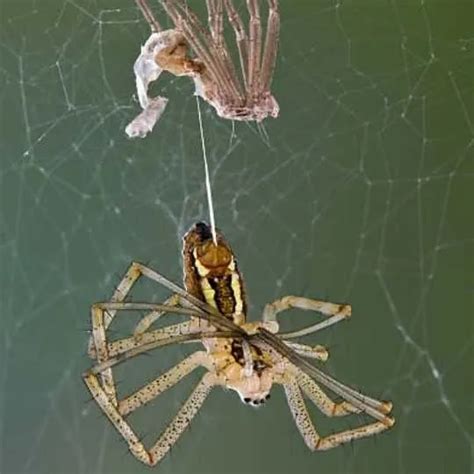 Do House Spiders Molt? How Often Do They Shed Their Skin? - NM Pest Control