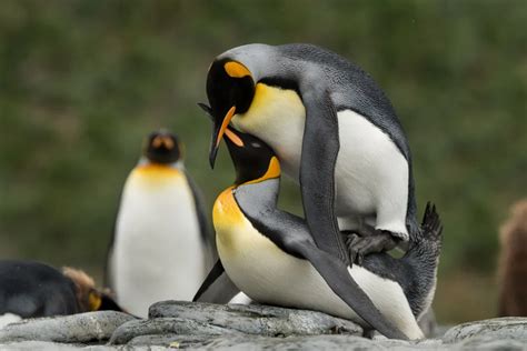 Mating penguins | Smithsonian Photo Contest | Smithsonian Magazine