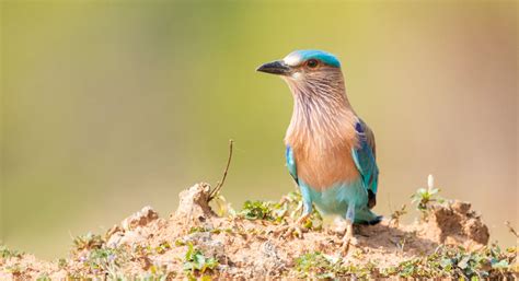 Bandhavgarh Wildlife Images | Wildlife Images Bandhavgarh