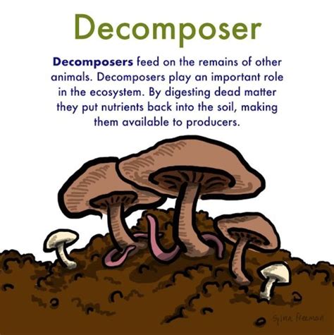 Differentiate between scavengers and decomposers? - Brainly.in