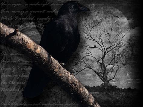 Raven Wallpapers - Wallpaper Cave