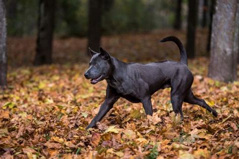 Thai Ridgeback Info, Temperament and Personality, Puppies, Pictures, Video