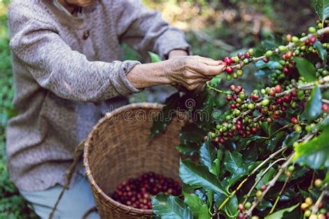 Coffee Bean Harvest is a Crucial Stage in the Coffee Production Process ...