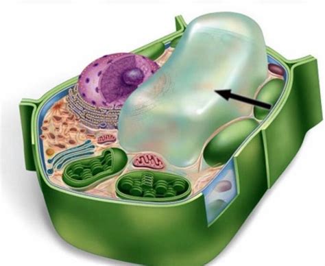 The Central Vacuole. . The marvelous central vacuole has… | by Vanessa Alvarado | Medium