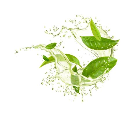 Green tea leaves with drink splash drops, water 25431467 Vector Art at ...