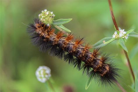 Giant Leopard Moth Caterpillar Photograph by Christopher L Thomley