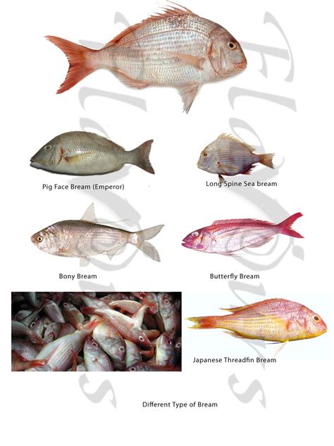 Japanese Threadfin Bream Cream Dory, King Mackerel, Red Mullet, Spanish ...