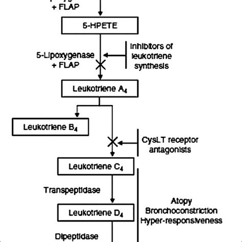 | Cysteinyl leukotriene synthesis pathway. Leukotriene biosynthesis... | Download Scientific Diagram