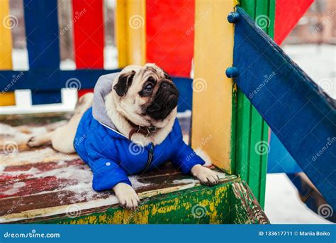 Pug Dog in Winter Clothes Sitting on Playground Outdoors. Pet Waiting for Command Stock Image ...