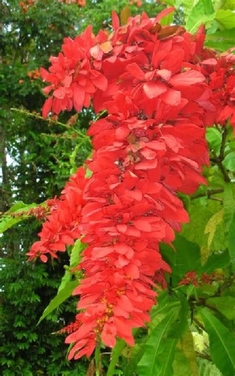 Pictures Of The National Flower Trinidad And Tobago | Best Flower Site