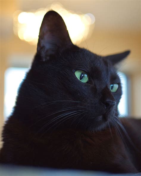 Black Cat Names: 108 Ideas to Embrace Your Miniature Panther