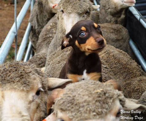 Kelpie cute! Future shepherding dog... Pomchi Dogs, Schnoodle Dog, Leonberger Dog, Horses And ...